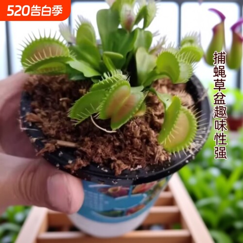 捕蝇草盆栽食虫植物驱蚊草苗多肉植物猪笼草食人花绿植花室内驱虫