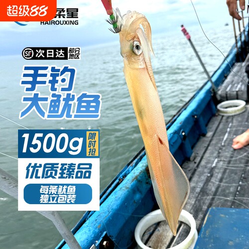 大鱿鱼刺身级新鲜冷冻火箭鱿鱼