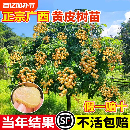 黄皮果树30天养死包赔