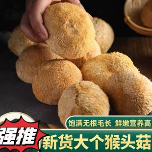 猴头菇干货非野生煲汤新鲜猴头菇猴头菇粉养胃粉土特产煲汤食材