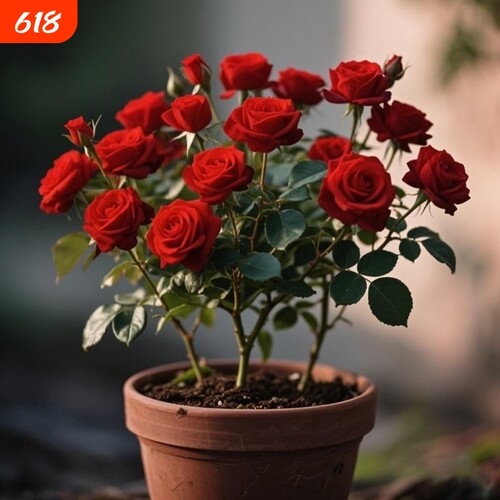 正宗混色玫瑰花苗老桩开花月季花花卉四季老根盆栽室内多色玫瑰花
