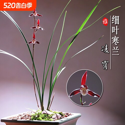 名贵兰花苗 细叶寒兰高档室内好养浓香冬带花苞桌面盆栽绿植花卉