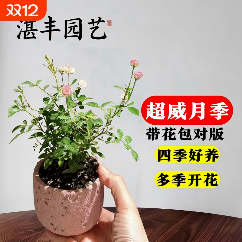 超微满天星月季花耐寒耐热好养