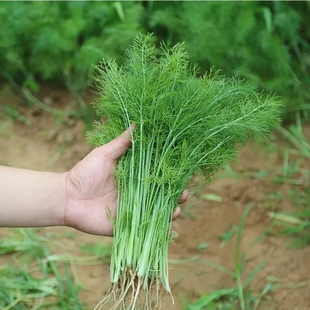 蔬菜种子孑苗阳台盆栽割茬小茴香菜洋葱无架 茴香菜种籽大全四季