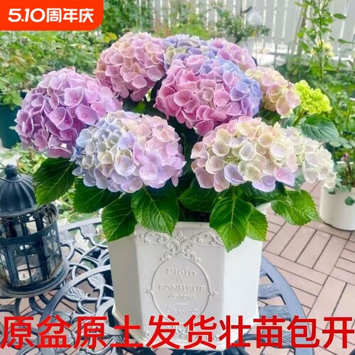大花绣球苗四季开花无尽夏盆栽花卉绿植物好养耐寒老桩室外阳台