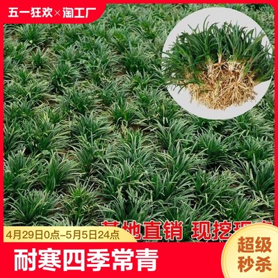 玉龙草日本矮麦冬庭院种植耐寒