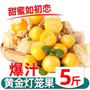 包邮 云南姑娘果大果新鲜当季 水果特产灯笼果小金豆甜菇娘果京东