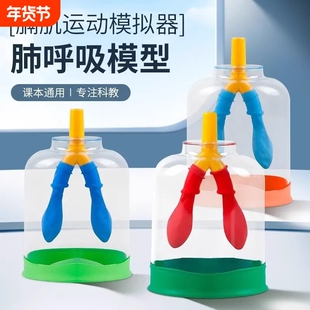 肺呼吸模型膈肌运动模拟器人体器官初中七年级生物教学实验器材