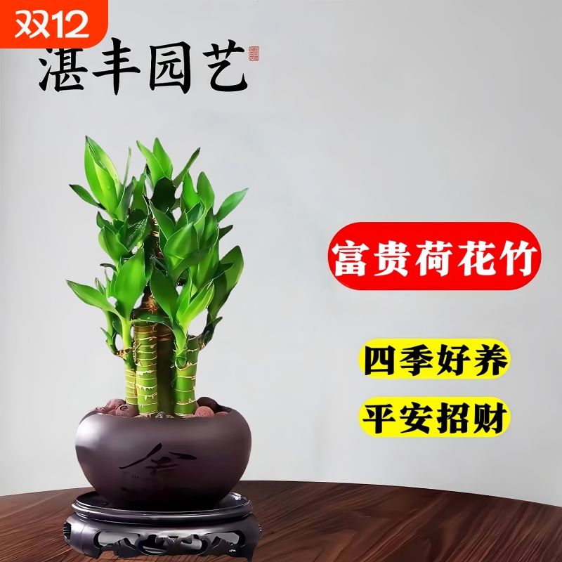 富贵竹室内招财绿植荷花竹好养活