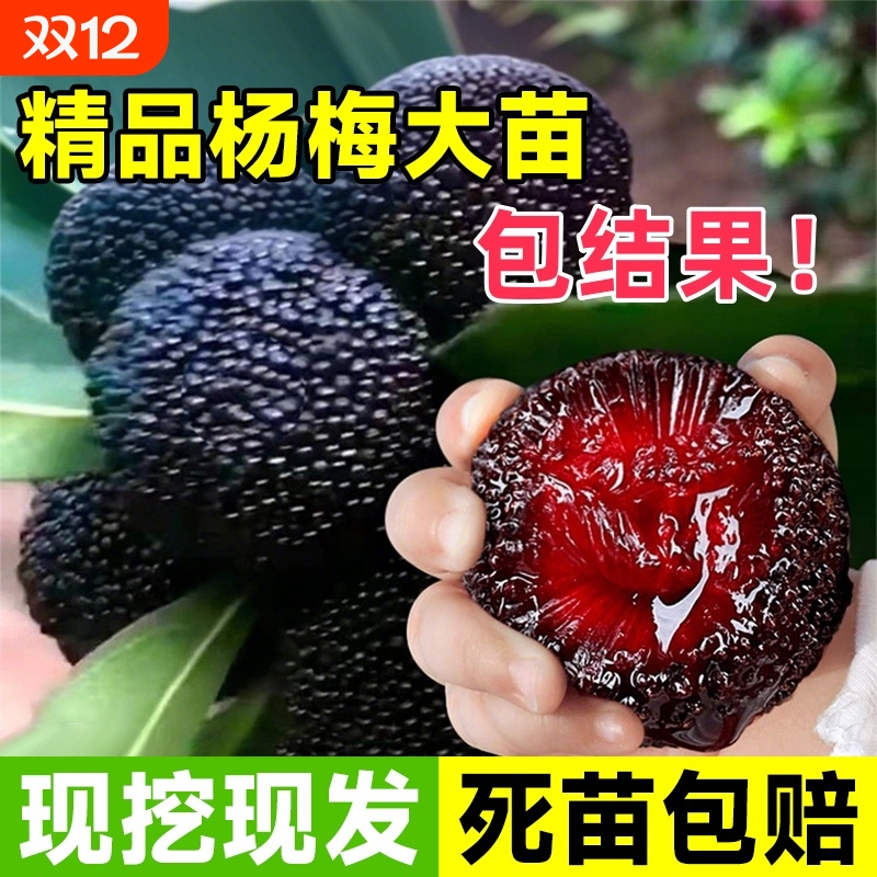 仙居东魁杨梅树树苗南方当年结果嫁接荔枝水果树果苗特大东槐庭院