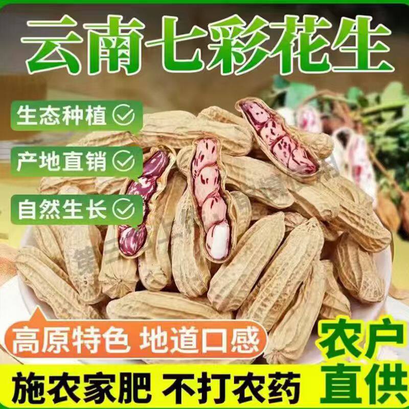 云南老品种七彩花生带壳生熟新鲜老品种五彩花生牛奶花生露营零食