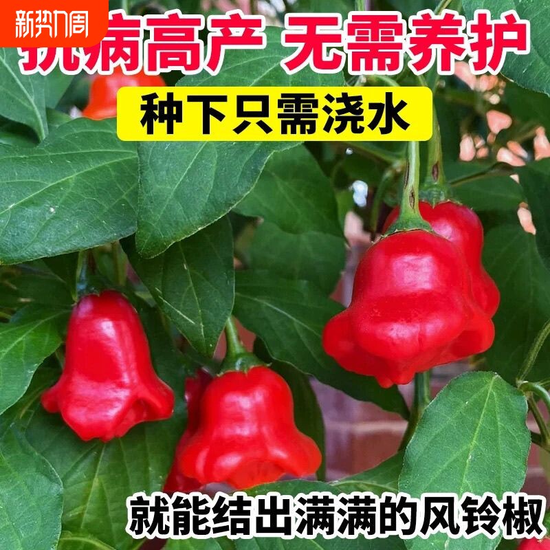 风铃辣椒种子高产特色早熟小灯笼辣椒观赏可食用四季播蔬菜种孑