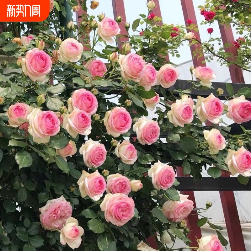 爬藤蔷薇月季老桩花苗大花浓香庭院阳台植物花卉玫瑰花苗四季开花