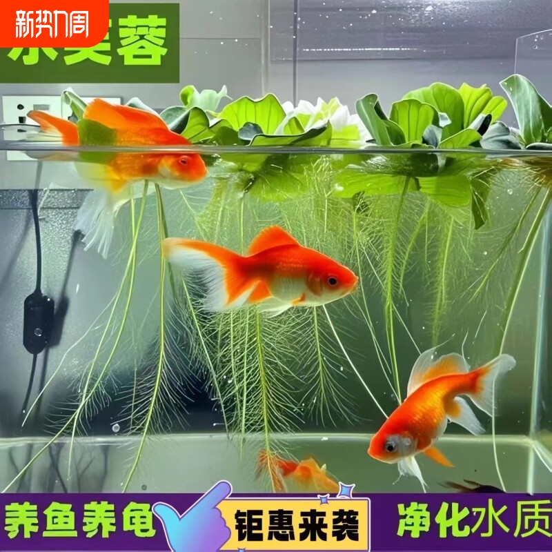 水芙蓉浮萍水草植物鱼缸生态缸造景专用和鱼龟共养净化水质绿植