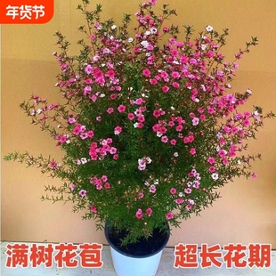 松红梅盆栽带花苞澳洲雪梅花室内花卉阳台秋冬季客厅庭院