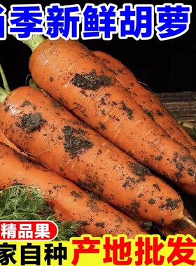 新鲜现挖河南胡萝卜鲜嫩脆甜爽口