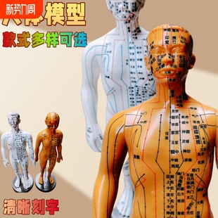 针灸穴位人体模型中医经络小铜人十二经络人体模型男女全身穴位人