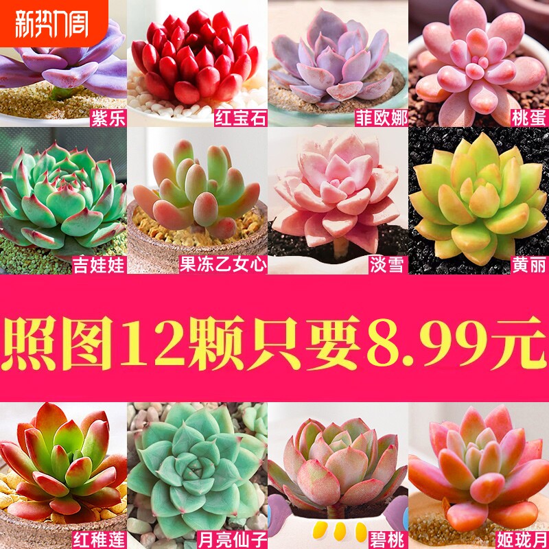 多肉植物室内带小盆栽大颗好养组合稀有品种绿植幼儿园送老师礼物
