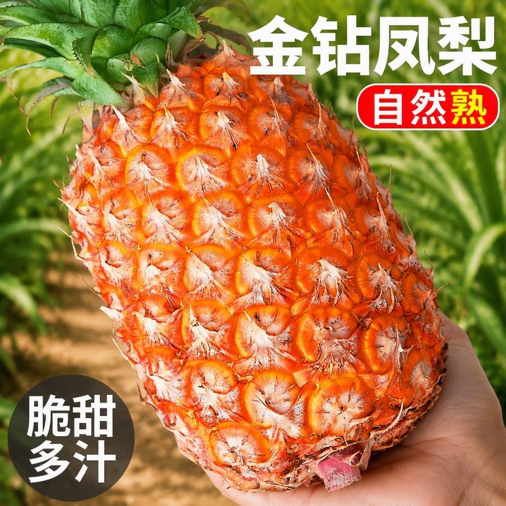 新鲜正宗海南金钻凤梨9斤大果水果热带手撕无眼整箱菠萝西瓜现摘图片