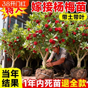 正宗东魁特大杨梅树苗仙居杨梅树嫁接苗南北方种植盆地栽当年结果