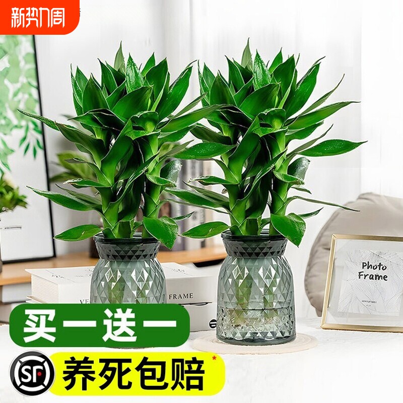 观音竹水培带花卉根绿植室内盆栽竹子富贵竹好养易活绿萝植物耐阴