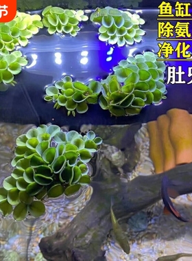 11鱼缸浮萍躲避活体肚兜萍造景生态古法缸绿植好养新手阴性浮性
