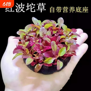 红波坨草自带营养底座养鱼水草绿波植物红色阴性好养活新手淡水草