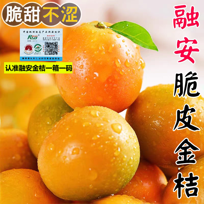 广西融安脆皮金桔新鲜纯甜无籽当季滑金桔皮大果可食纯甜包邮