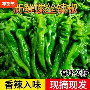 薄皮螺丝椒新鲜香辣皱皮辣椒新鲜农家自种香辣薄皮螺旋椒5斤包邮