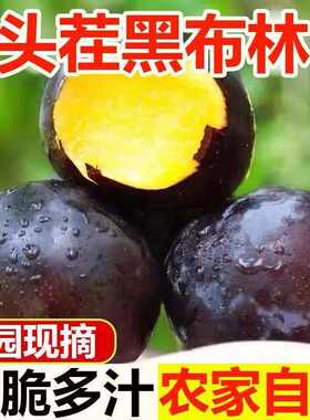 陕西黑布林李子新鲜应季当季孕妇水果黑布林黄肉黑李子酸脆多汁