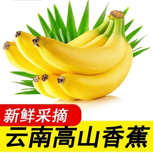 优质云南高山山地香蕉大果爆品新鲜水果当季 整箱软糯现摘客服自提