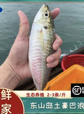 探味岛顺丰包邮福建东山生态养殖巴浪鱼竹夹鱼土豪冷冻水产