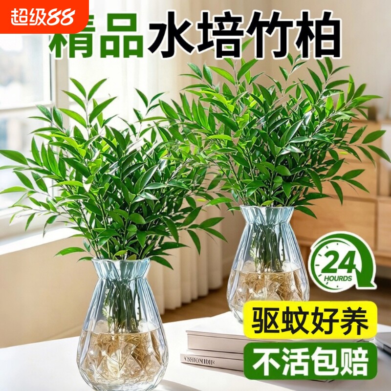 大颗驱蚊竹柏水培竹子绿植物办公室盆景栽驱蚊草神器花卉室内好养