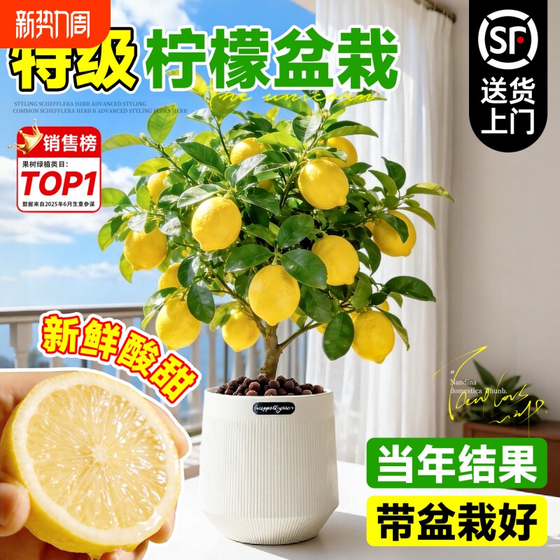 香水柠檬树盆栽带果室内阳台绿植禄开花卉客厅四季好养可食用果树