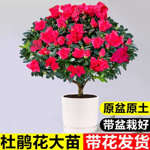 杜鹃花盆栽四季好养老桩树