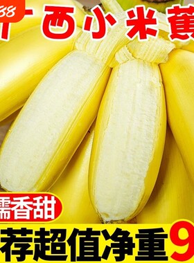 广西小米蕉新鲜10斤当季现摘孕妇水果小芭蕉粉蕉整箱自然熟大果