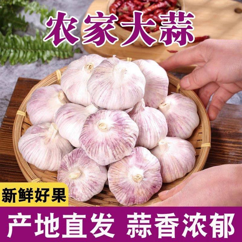 干蒜2025山东当季紫皮大蒜头紫白皮多瓣蒜金乡产地批发价包邮蔬菜,水产肉类/新鲜蔬果/熟食,大蒜,淘宝优惠券,粉丝福利购,淘宝优惠卷