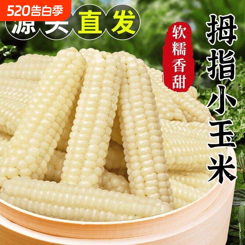 西双版纳拇指玉米婴儿宝宝辅食新鲜云南糯玉米手指小玉米早餐香糯