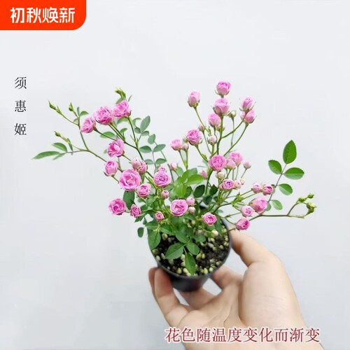 【开花机器】须惠姬带花苞超微月季好养花室内外绿植花卉小盆栽