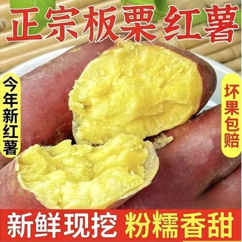 正宗板栗薯新鲜现挖粉糯香甜无筋黄心番薯沙地板栗红薯栗子王地瓜
