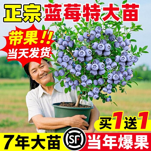 蓝莓树果苗盆栽蓝梅树苗带大果草莓室内耐寒南北方车厘子四季结果