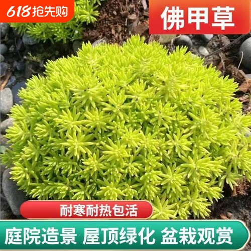 黄金佛甲草多年生宿根庭院