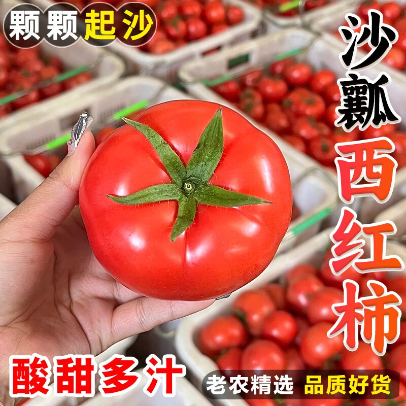 沙瓤西红柿露天自然熟生吃水果番茄洋柿子新鲜现摘农家蔬菜包邮