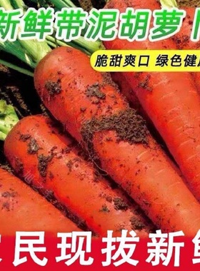 新鲜现挖胡萝卜沙地红萝卜农家自种绿色健康蔬菜脆甜爽口批发包邮