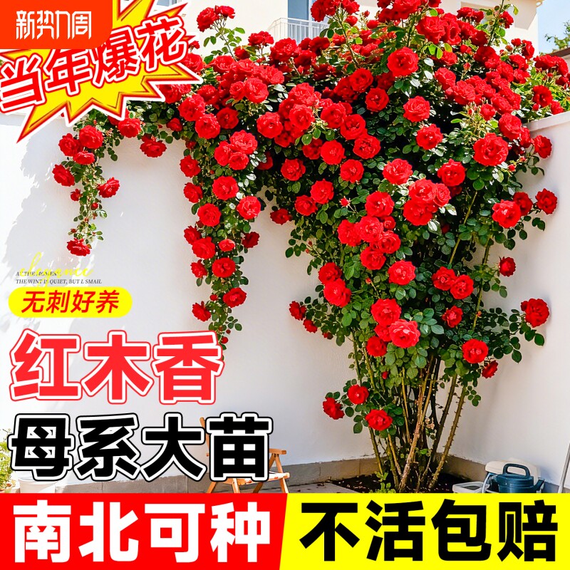红木香花苗爬藤植物蔷薇四季开花大苗庭院阳台盆栽地栽耐寒好养活