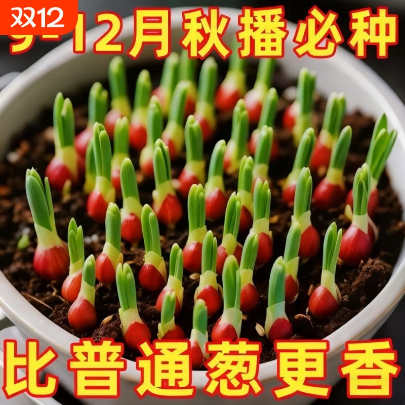 四季小香毛葱红葱头香毛葱头耐热易活蔬菜苗葱头种子四季种植葱头
