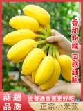Аутентичный Гуанси Xiaomi Banana 10 Banana Fress Water Fruit Boxes фунты приправы Little Banana Natural Apple Banana вход