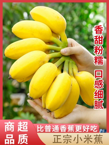 Аутентичный Гуанси Xiaomi Banana 10 Banana Fress Water Fruit Boxes фунты приправы Little Banana Natural Apple Banana вход