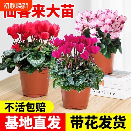 仙客来花苗盆栽带花苞重瓣长寿花卉四季开花好养植物鲜花大花小苗