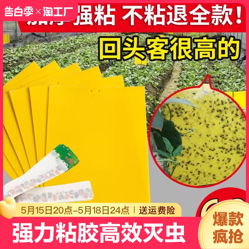 黄板双面粘虫板贴纸强力灭杀小飞虫沾果蝇诱捕神器捉蚊子苍蝇诱虫 居家日用 粘蝇纸 原图主图